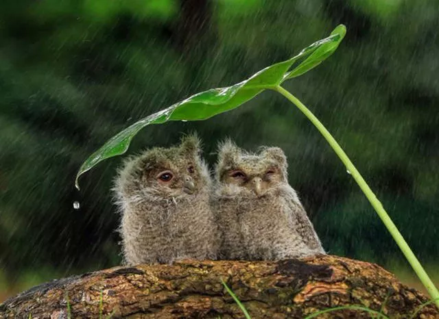 The 40 best photos on the internet - #35 