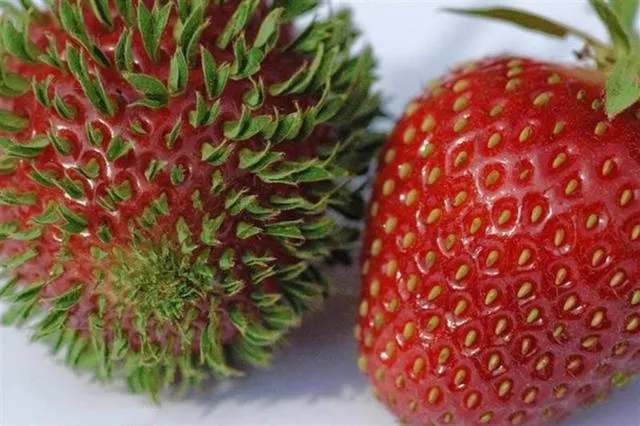 Les 40 meilleures photos sur internet - #39 