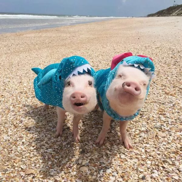 Picdump 159 - #65 