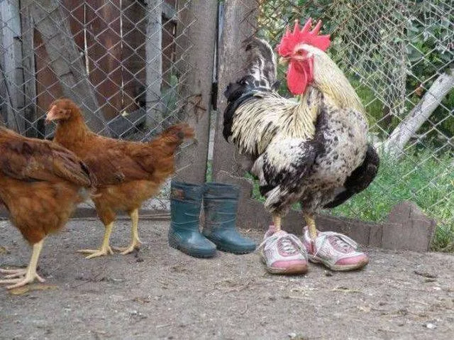 Picdump 161 - #63 