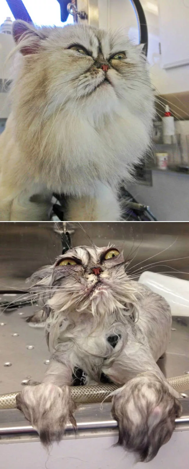 Wet animals after bath the look of shame - #1 