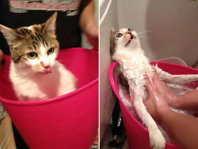 Animaux apres le bain regard de honte - #10 