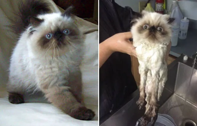 Wet animals after bath the look of shame - #12 