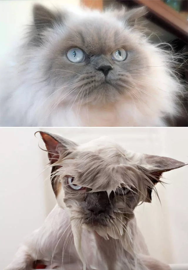 Wet animals after bath the look of shame - #13 