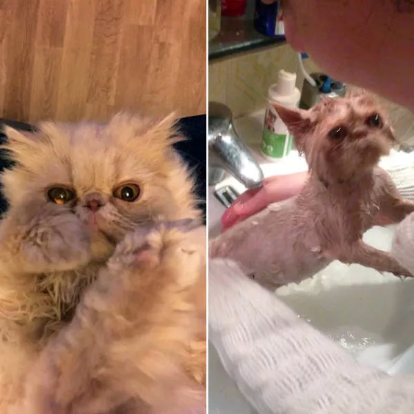 Wet animals after bath the look of shame - #14 
