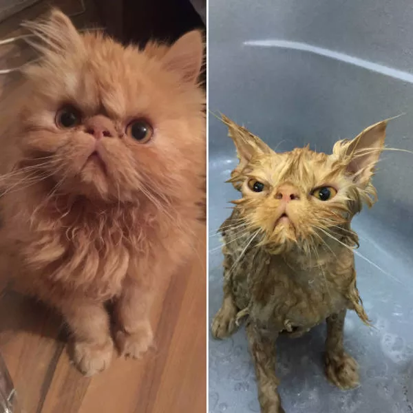 Animaux apres le bain regard de honte - #2 
