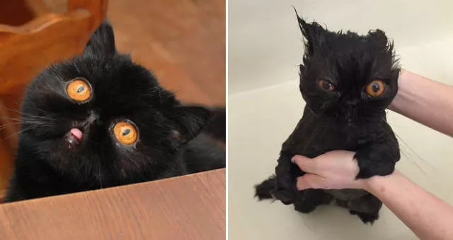 Wet animals after bath the look of shame - #4 