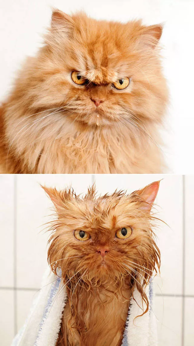 Wet animals after bath the look of shame - #5 