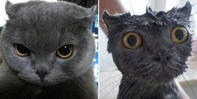 Animaux apres le bain regard de honte