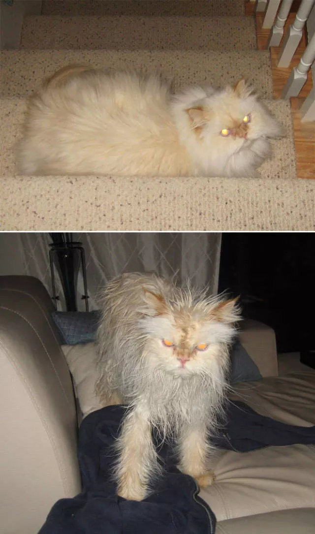 Wet animals after bath the look of shame - #7 