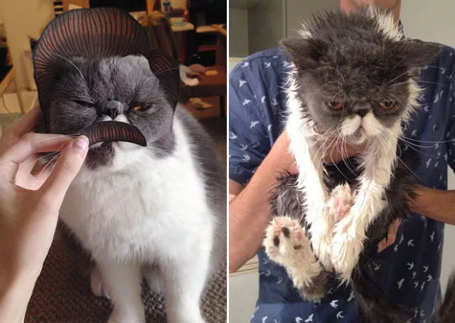 Wet animals after bath the look of shame - #8 