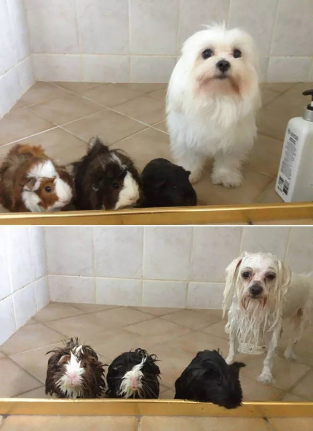 Wet animals after bath the look of shame - #9 