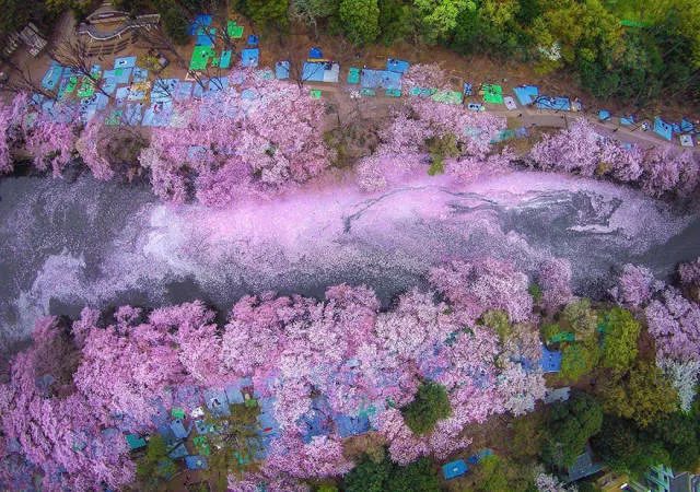 Beautiful cherry blossom photos in japan - #1 