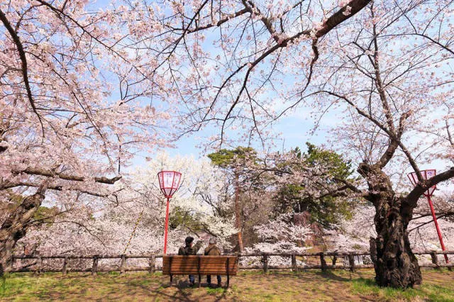 Beautiful cherry blossom photos in japan