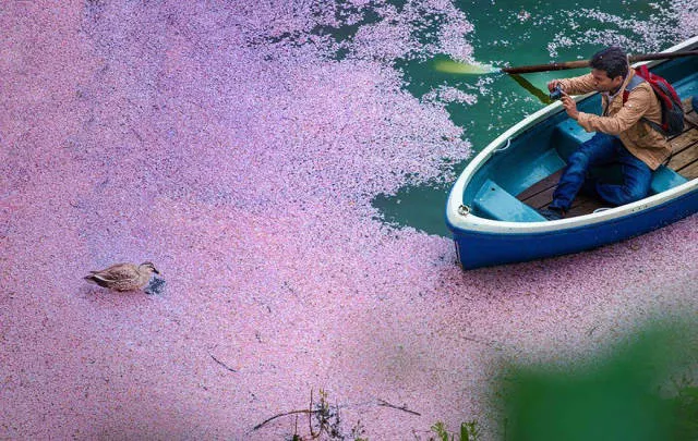 Magnifiques photos de fleurs de cerisier au japon - #12 