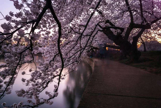 Beautiful cherry blossom photos in japan - #13 