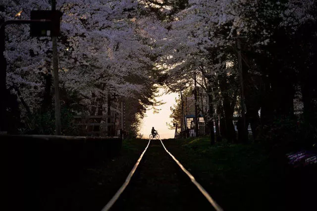 Beautiful cherry blossom photos in japan - #14 