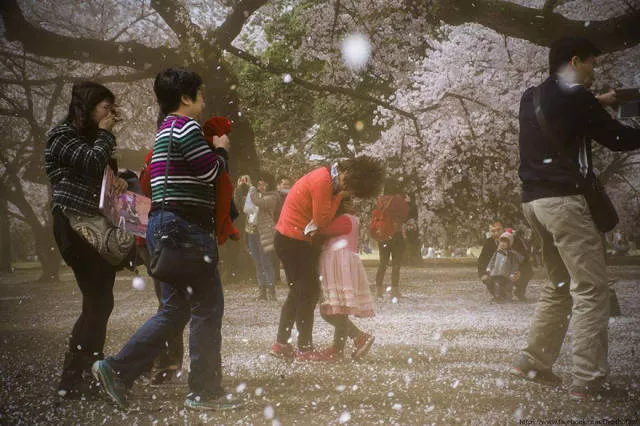 Beautiful cherry blossom photos in japan - #15 