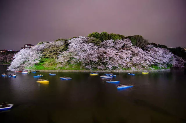 Beautiful cherry blossom photos in japan - #16 