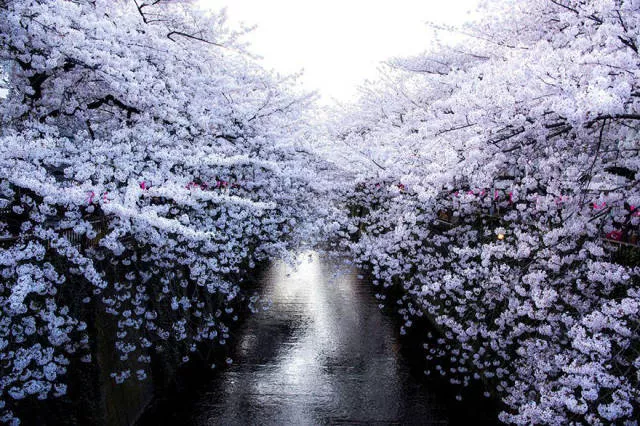 Beautiful cherry blossom photos in japan - #2 
