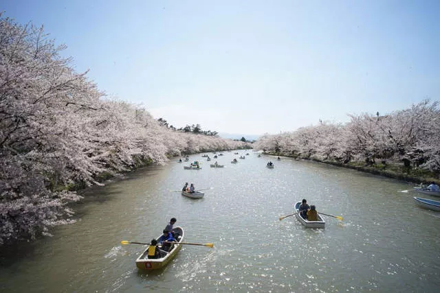 Beautiful cherry blossom photos in japan - #5 