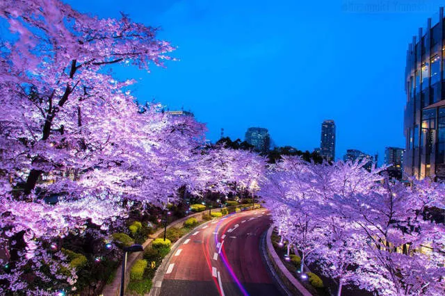Beautiful cherry blossom photos in japan - #6 