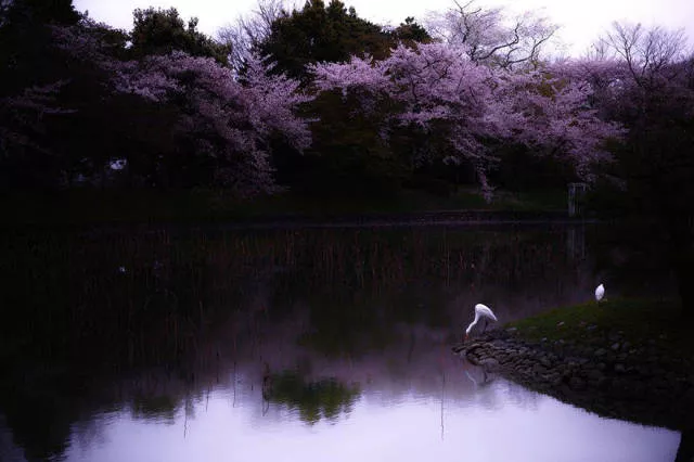 Beautiful cherry blossom photos in japan - #7 