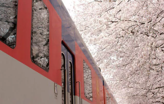Beautiful cherry blossom photos in japan - #8 