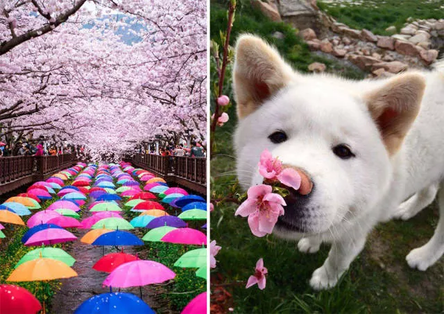 Beautiful cherry blossom photos in japan - #9 