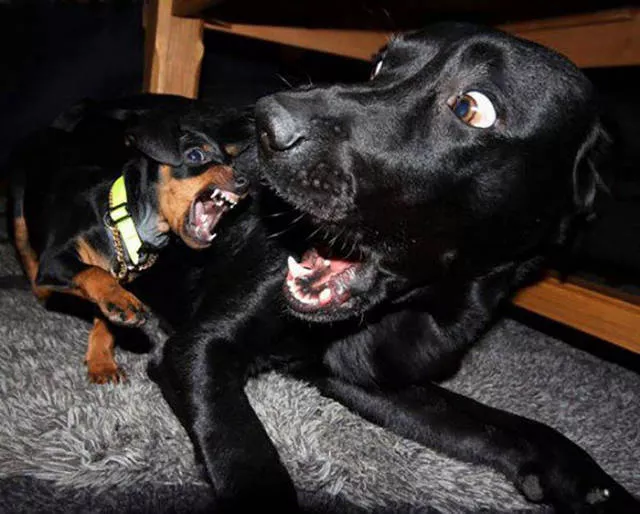 Picdump 24 - #29 
