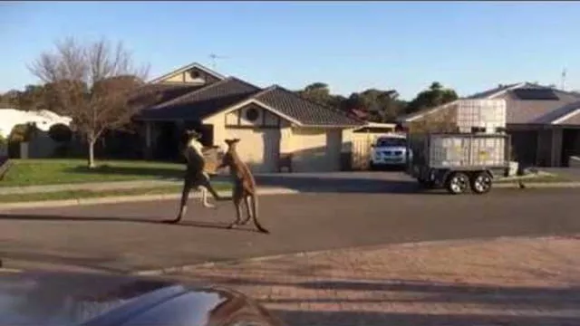 Welcome to australia landscapes and culture - #24 