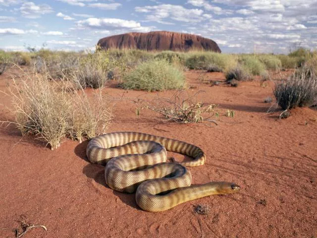 Bienvenue en australie paysages et culture - #31 