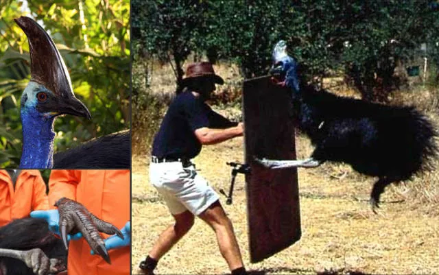 Welcome to australia landscapes and culture - #39 
