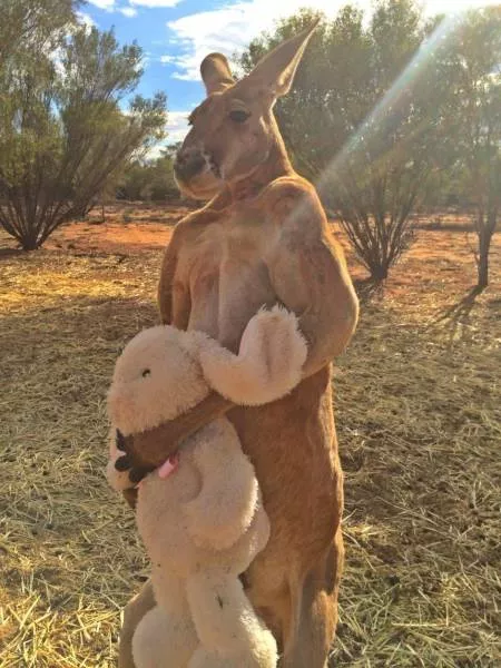 Welcome to australia landscapes and culture - #8 