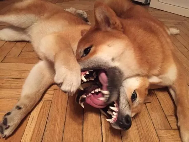 These photos will shake your brain - #17 