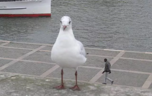 These photos will shake your brain - #7 