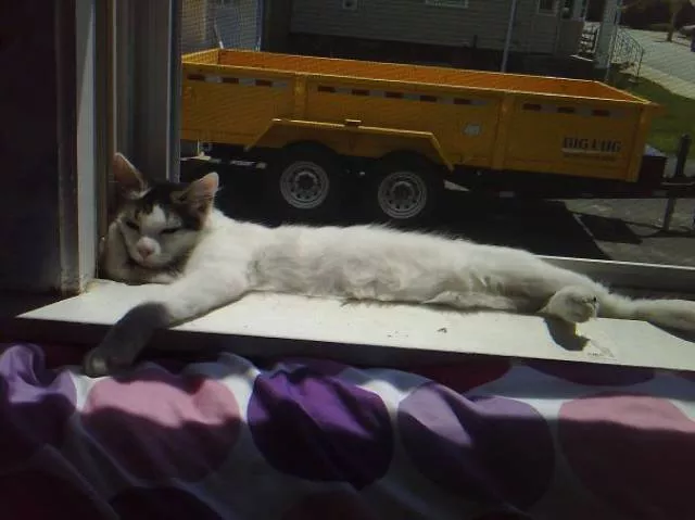 Ces chats aiment la chaleur - #1 