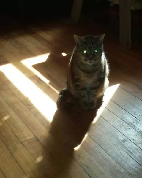 Ces chats aiment la chaleur - #10 