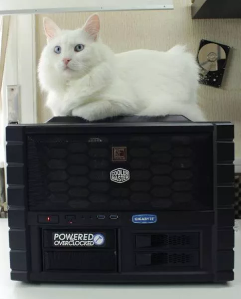 Cats that love warmth - #11 