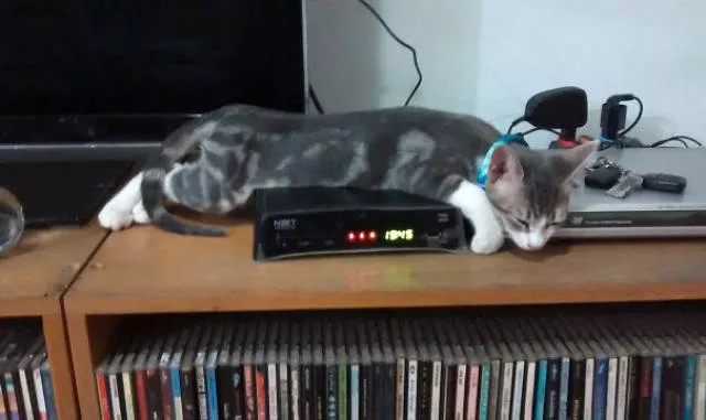 Cats that love warmth - #12 