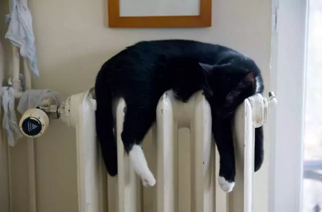 Cats that love warmth - #13 