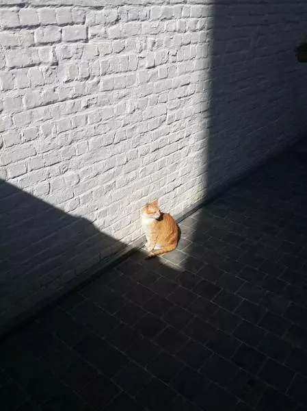 Cats that love warmth - #14 