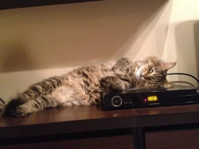 Cats that love warmth - #16 