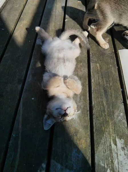 Ces chats aiment la chaleur - #17 
