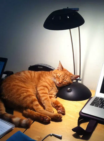 Ces chats aiment la chaleur - #18 
