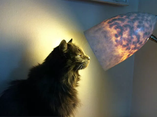 Ces chats aiment la chaleur - #19 