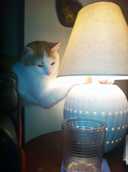 Ces chats aiment la chaleur - #20 