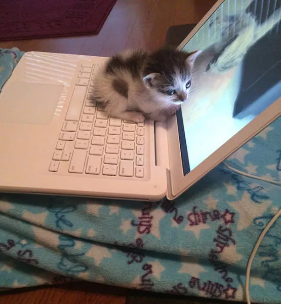 Cats that love warmth