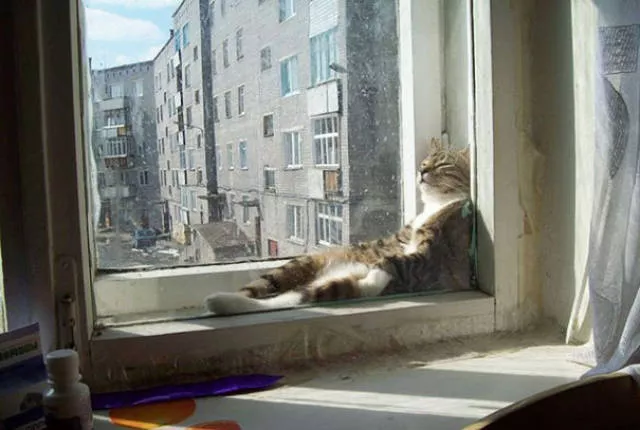 Ces chats aiment la chaleur - #22 