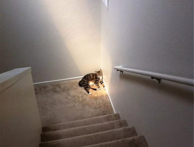 Ces chats aiment la chaleur - #23 
